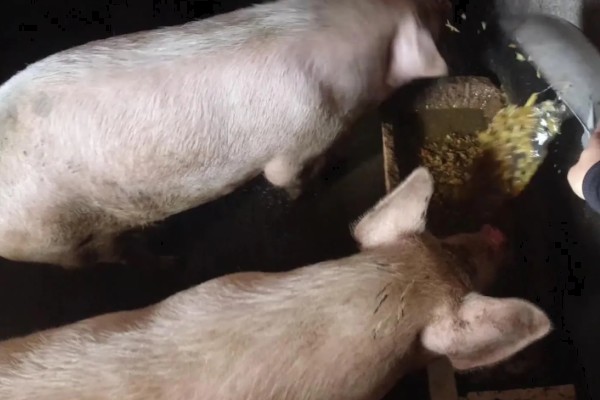 肉猪出栏体重，需达到90-110公斤