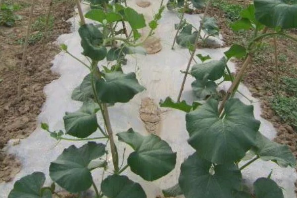 小葫芦变黄掉落的原因是什么，可能是缺少养分或授粉失败所致