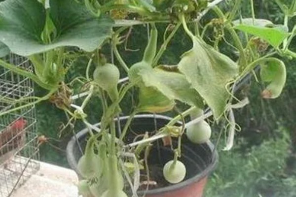 小葫芦变黄掉落的原因是什么，可能是缺少养分或授粉失败所致