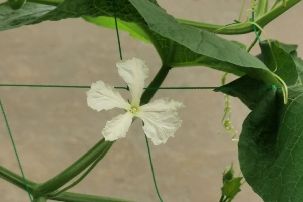 小葫芦变黄掉落的原因是什么，可能是缺少养分或授粉失败所致