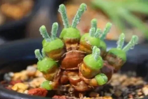 碧光环的花语是什么，寓意可爱
