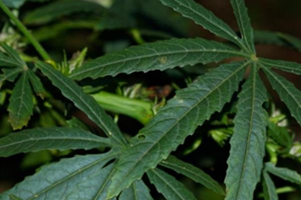 红麻有什么品种，按照生育期的长短可分为特早熟型、早熟型等种类
