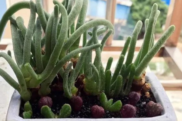 碧光环的花语是什么，寓意可爱