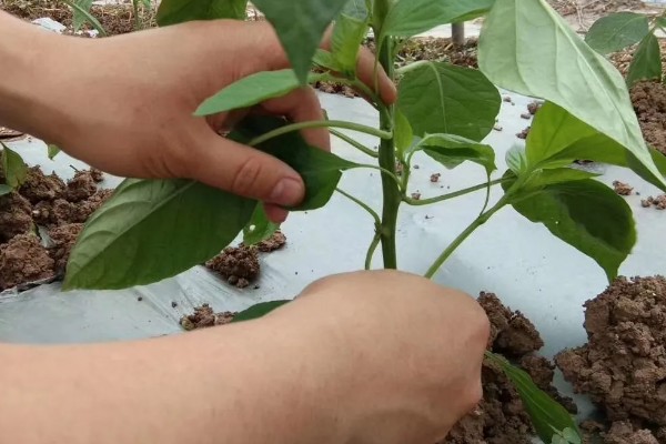 辣椒多少天发芽，由环境温度来决定