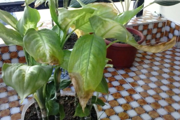 花叶万年青的浇水方法，春秋季每周浇1-2次