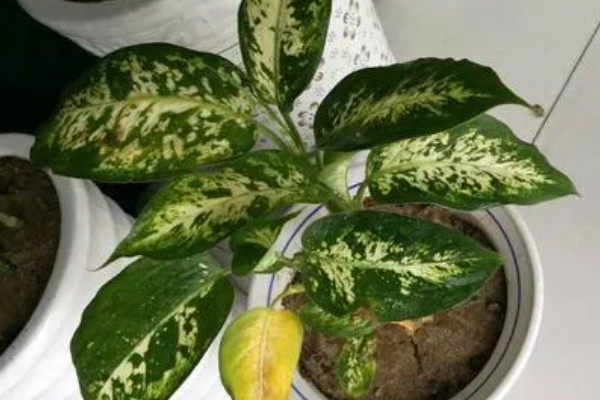 花叶万年青的浇水方法，春秋季每周浇1-2次