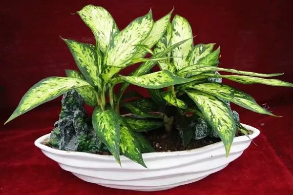 花叶万年青的浇水方法，春秋季每周浇1-2次