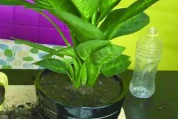 花叶万年青的浇水方法，春秋季每周浇1-2次