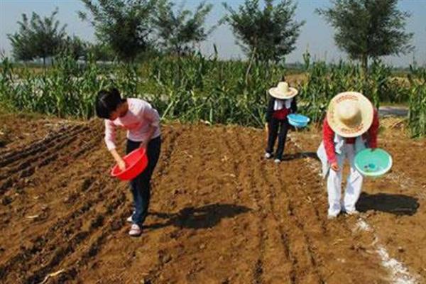 红麻有什么品种，按照生育期的长短可分为特早熟型、早熟型等种类