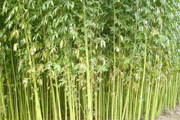 红麻有什么品种，按照生育期的长短可分为特早熟型、早熟型等种类
