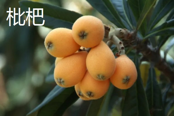4月份上市的时令水果，常见的有芒果、山竹等