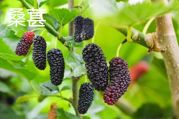 4月份上市的时令水果，常见的有芒果、山竹等