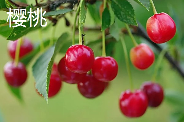 4月份上市的时令水果，常见的有芒果、山竹等