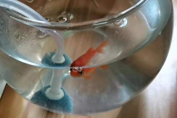 小金鱼吃多了如何处理，提升水温可加快新陈代谢促进消化