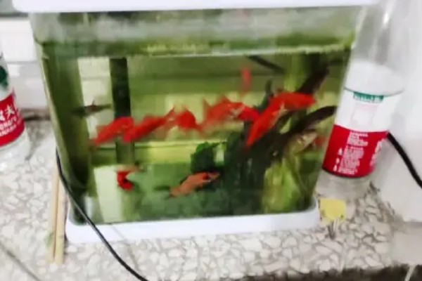 小金鱼吃多了如何处理，提升水温可加快新陈代谢促进消化