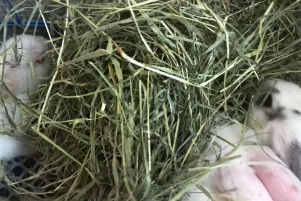 兔子流口水怎么办，因口炎所致需为它清洁口腔