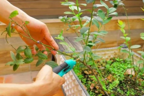 蓝莓生长多久才能结果，种植2年便会结出果实