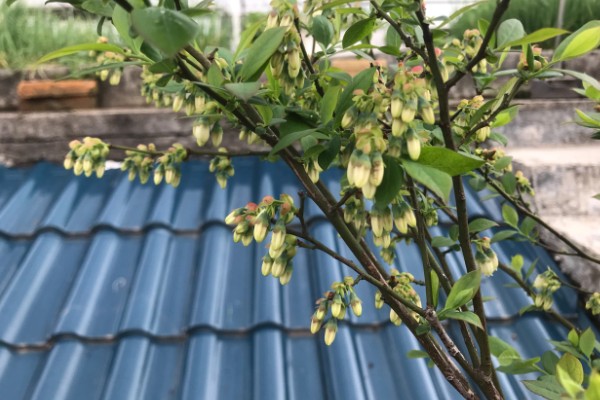 蓝莓生长多久才能结果，种植2年便会结出果实