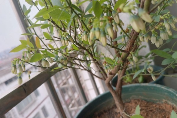 蓝莓生长多久才能结果，种植2年便会结出果实