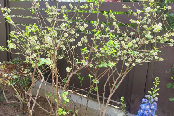 蓝莓生长多久才能结果，种植2年便会结出果实