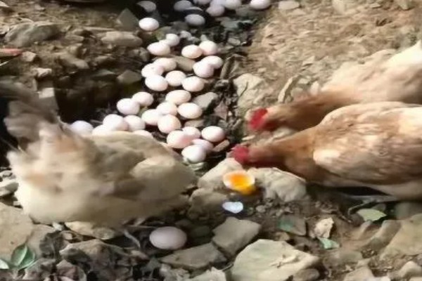 鸡为什么会吃自己的蛋，缺水、缺钙、环境嘈杂都会导致