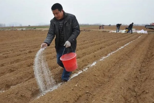 花菜高产种植方式，播种后覆盖1厘米左右的细土