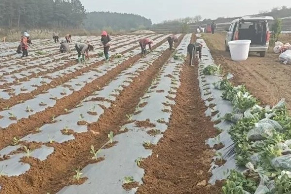花菜高产种植方式，播种后覆盖1厘米左右的细土