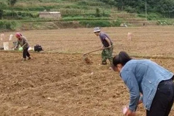 花菜高产种植方式，播种后覆盖1厘米左右的细土