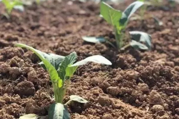 花菜高产种植方式，播种后覆盖1厘米左右的细土