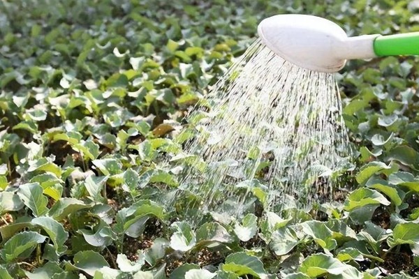 花菜高产种植方式，播种后覆盖1厘米左右的细土