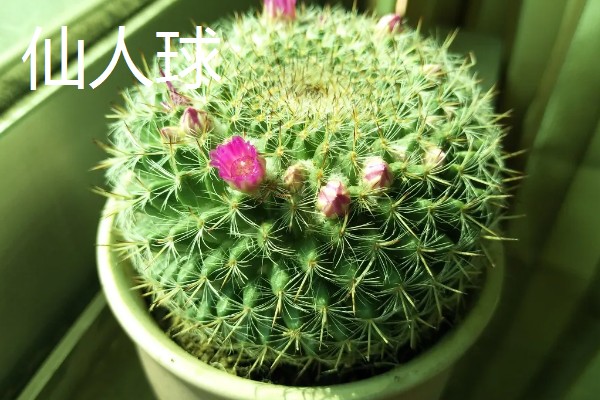 防辐射植物排行榜，首选仙人球