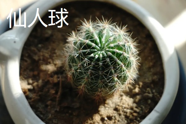 防辐射植物排行榜，首选仙人球
