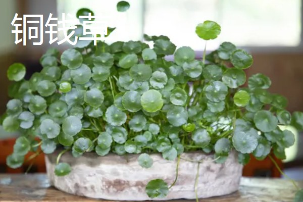 防辐射植物排行榜，首选仙人球