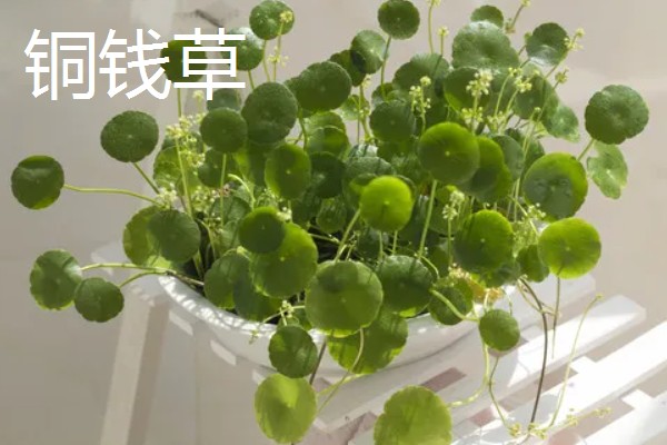 防辐射植物排行榜，首选仙人球