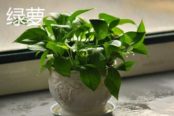 防辐射植物排行榜，首选仙人球