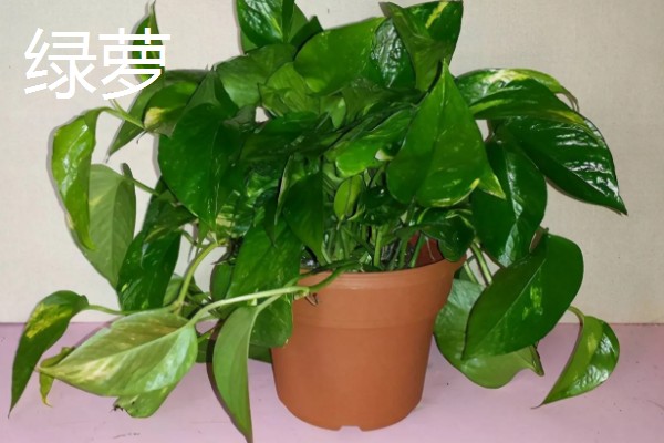 防辐射植物排行榜，首选仙人球
