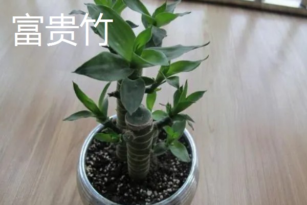 防辐射植物排行榜，首选仙人球