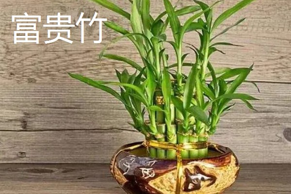 防辐射植物排行榜，首选仙人球