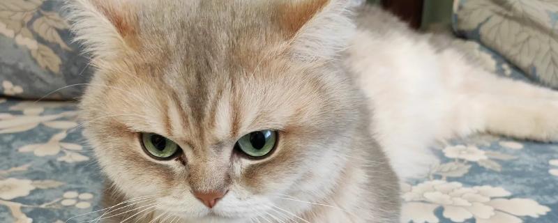 猫咪生气了怎么处理，可使用零食来安抚猫咪