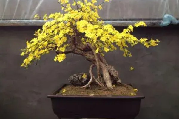 迎春花盆栽冬天怎么养，最好是将其移到室内温暖处养护