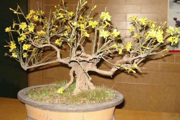 迎春花盆栽冬天怎么养，最好是将其移到室内温暖处养护