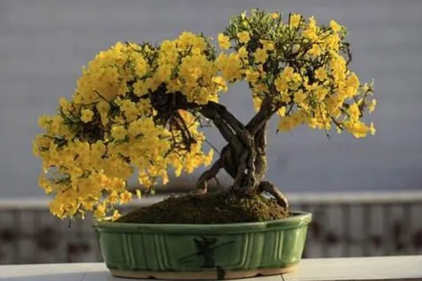 迎春花盆栽冬天怎么养，最好是将其移到室内温暖处养护