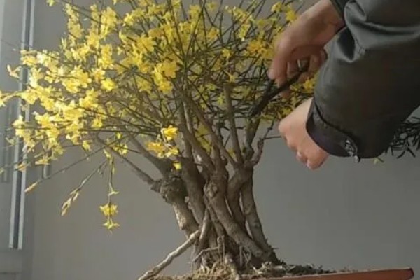 迎春花盆栽冬天怎么养，最好是将其移到室内温暖处养护