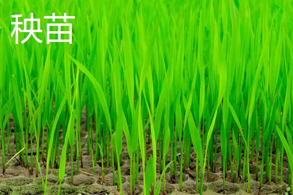 如何分别草和秧苗，其叶脉、叶舌均不同