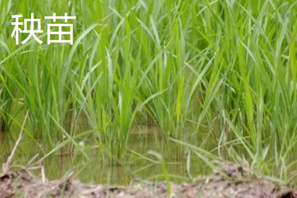 如何分别草和秧苗，其叶脉、叶舌均不同