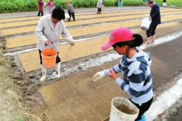 如何分别草和秧苗，其叶脉、叶舌均不同