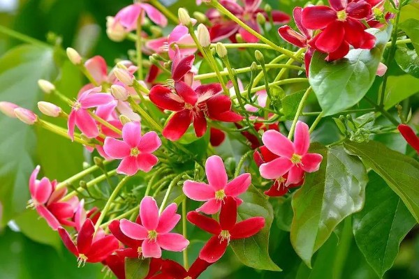 使君子的花语，寓意身体健康