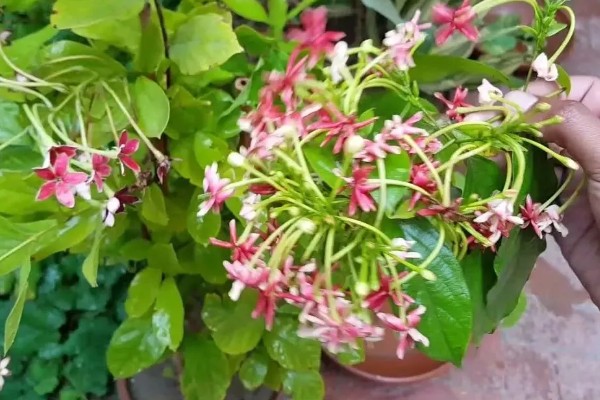 使君子的花语，寓意身体健康