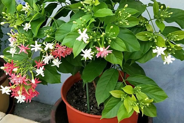 使君子的花语，寓意身体健康