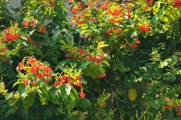 使君子的花语，寓意身体健康